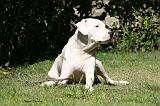 DOGUE ARGENTIN 546
